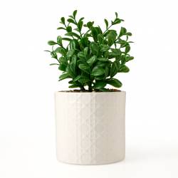 Adorno Cerámico con Planta Cool Basic